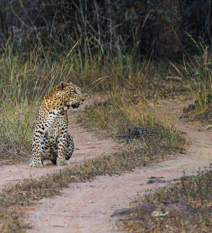 Tadoba Palasgaon gate