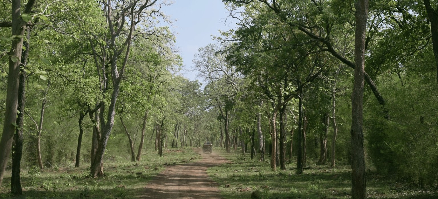 Tadoba Kolara gate
