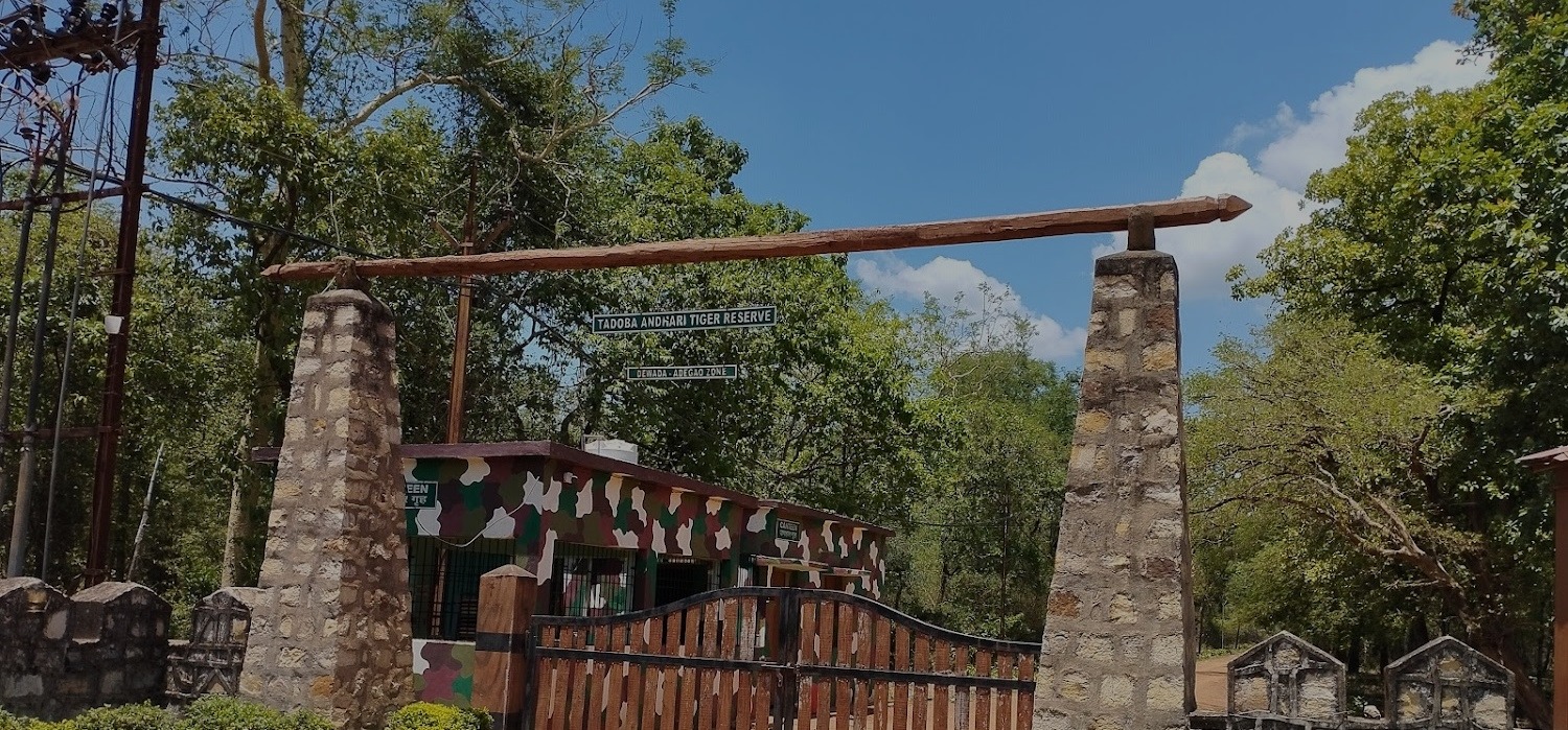 Tadoba Adegaon gate