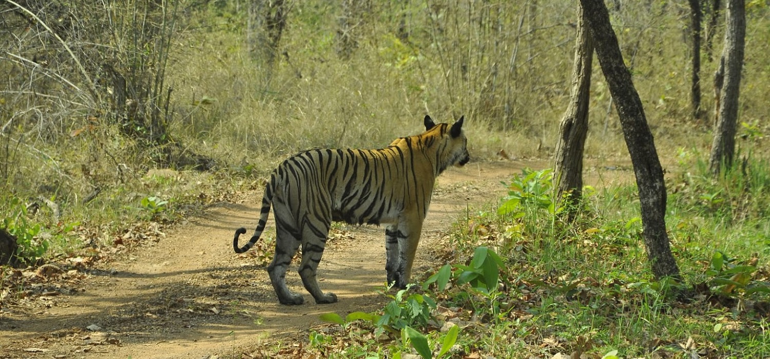 Tadoba navegaon gate