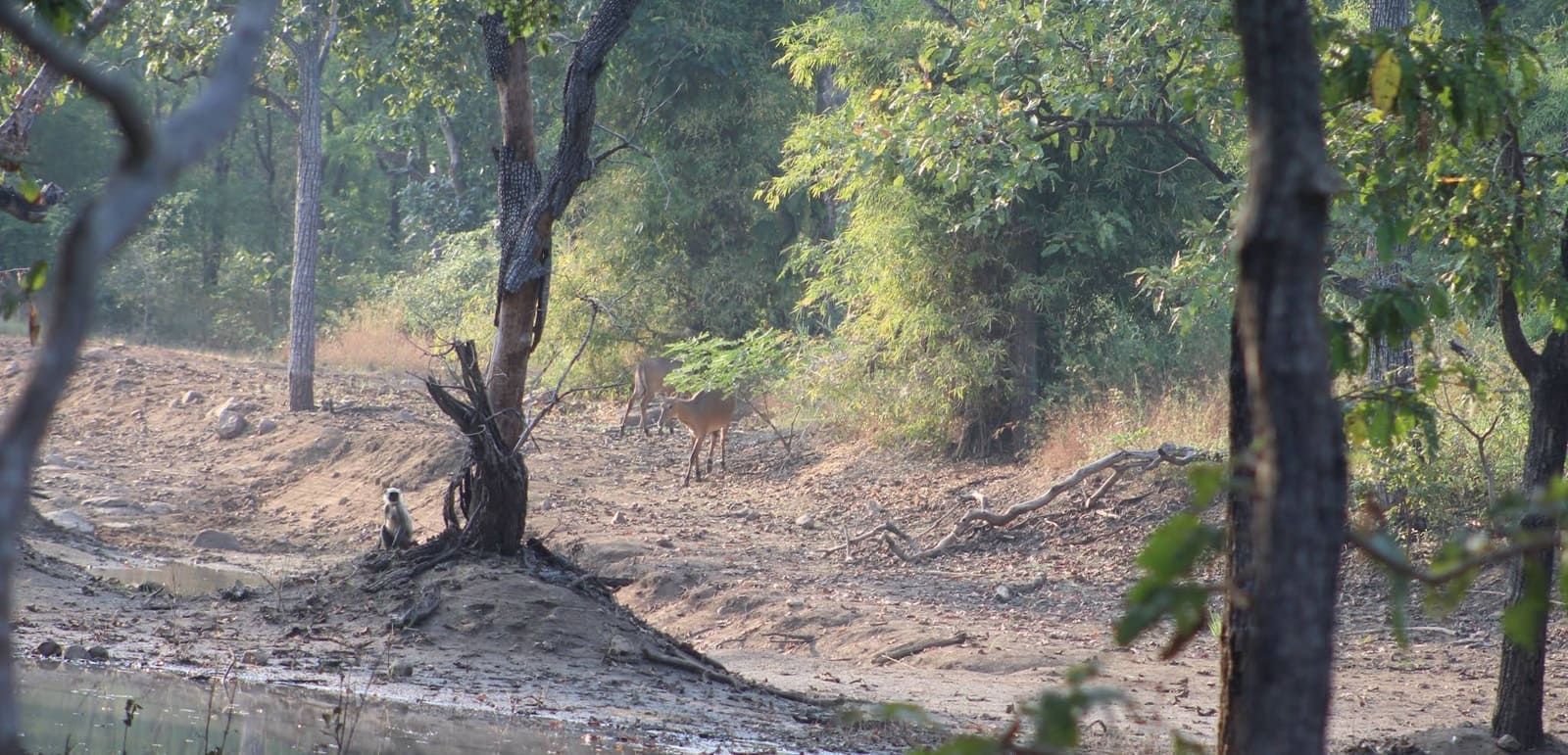 Tadoba Madnapur gate