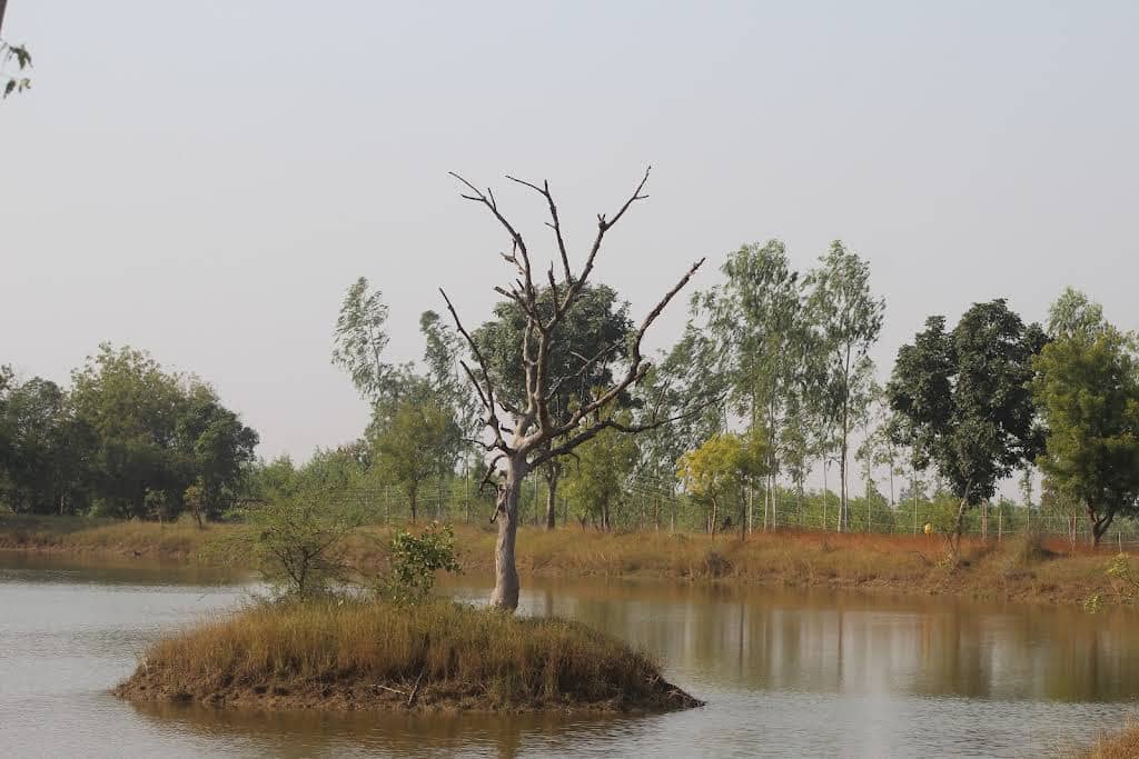 Tadoba Madnapur gate