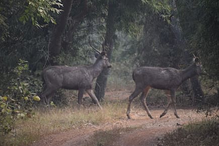 Tadoba Madnapur gate