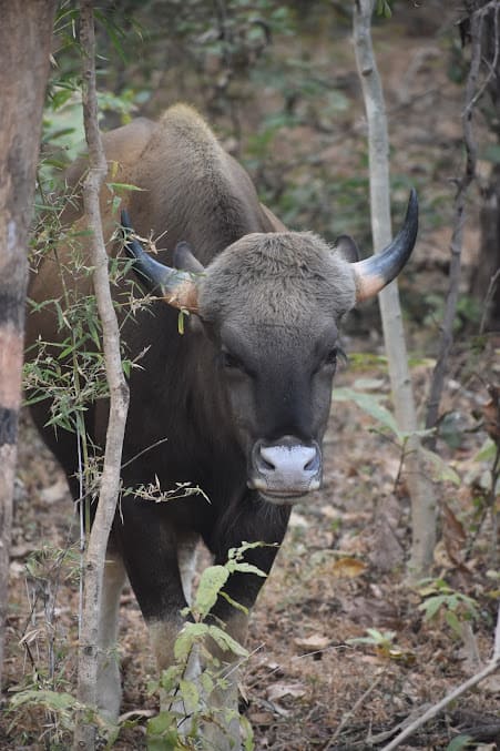 Tadoba Madnapur gate